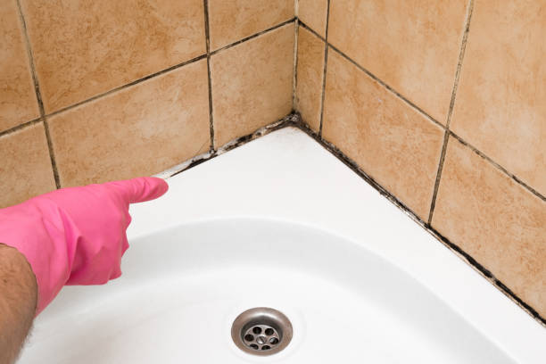 Best Mold Testing and Inspection Services in Kosciusko, MS